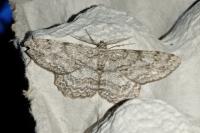 Hypomecis punctinalis