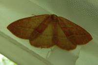 Hylaea fasciaria