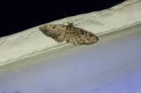Eupithecia tantillaria
