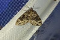 Ecliptopera silaceata