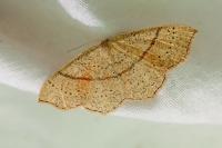 Cyclophora punctaria