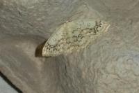 Cyclophora annularia