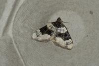 Cosmorhoe ocellata