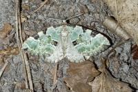 Colostygia pectinataria