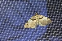 Anticlea derivata
