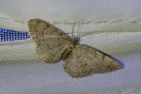 Aethalura punctulata