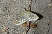 Acasis viretata