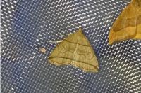 Herminia grisealis