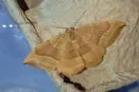 Watsonalla cultraria