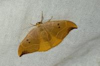Watsonalla binaria