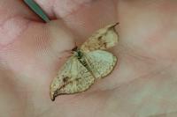 Drepana falcataria
