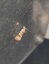 Lobesia botrana