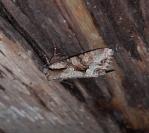 Lacanobia w-latinum