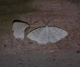 Cabera exanthemata