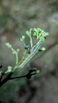Orthosia gothica