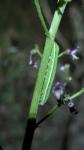 Orthosia gothica