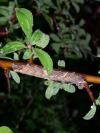 Allophyes oxyacanthae