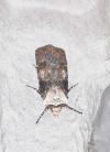 Agrotis puta