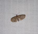 Eupithecia dodoneata