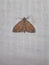 Thera obeliscata