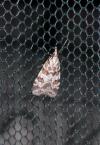 Scoparia pyralella
