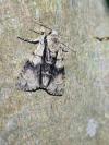 Acronicta alni