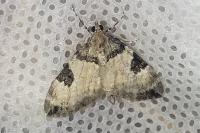 Thera vetustata
