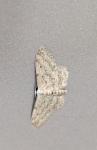 Idaea seriata
