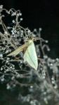 Timandra comae