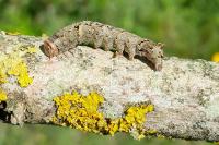 Allophyes oxyacanthae