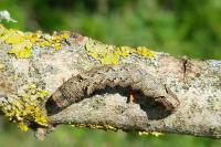 Allophyes oxyacanthae