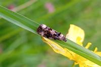 Endothenia gr. gentianaeana