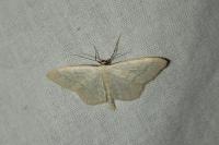 Scopula floslactata