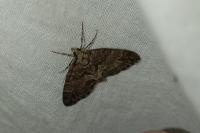 Hydriomena