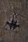 Acronicta alni