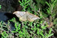 Drepana curvatula