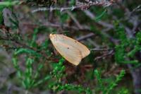 Cybosia mesomella