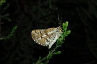 Bupalus piniaria