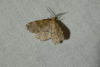 Cepphis advenaria