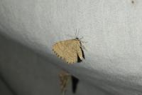 Euchoeca nebulata