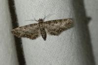 Eupithecia subfuscata