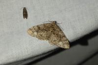 Parectropis similaria