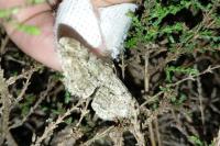 Peribatodes rhomboidaria rhomboidaria