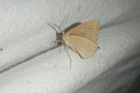 Scotopteryx