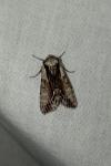 Hyppa rectilinea