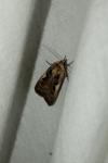 Xestia c-nigrum