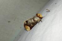 Phalera bucephala