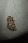 Spatalia argentina