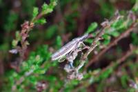 Pleurota bicostella