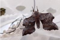 Laothoe populi